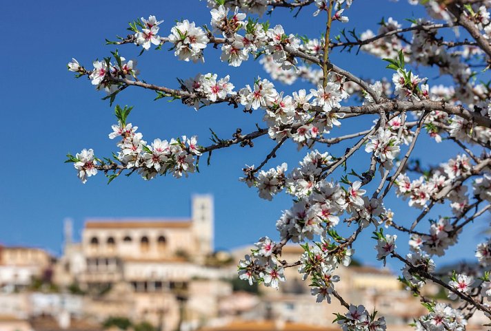 Mallorca Mandelblüte - Hotel Bordoy Cosmopolitan